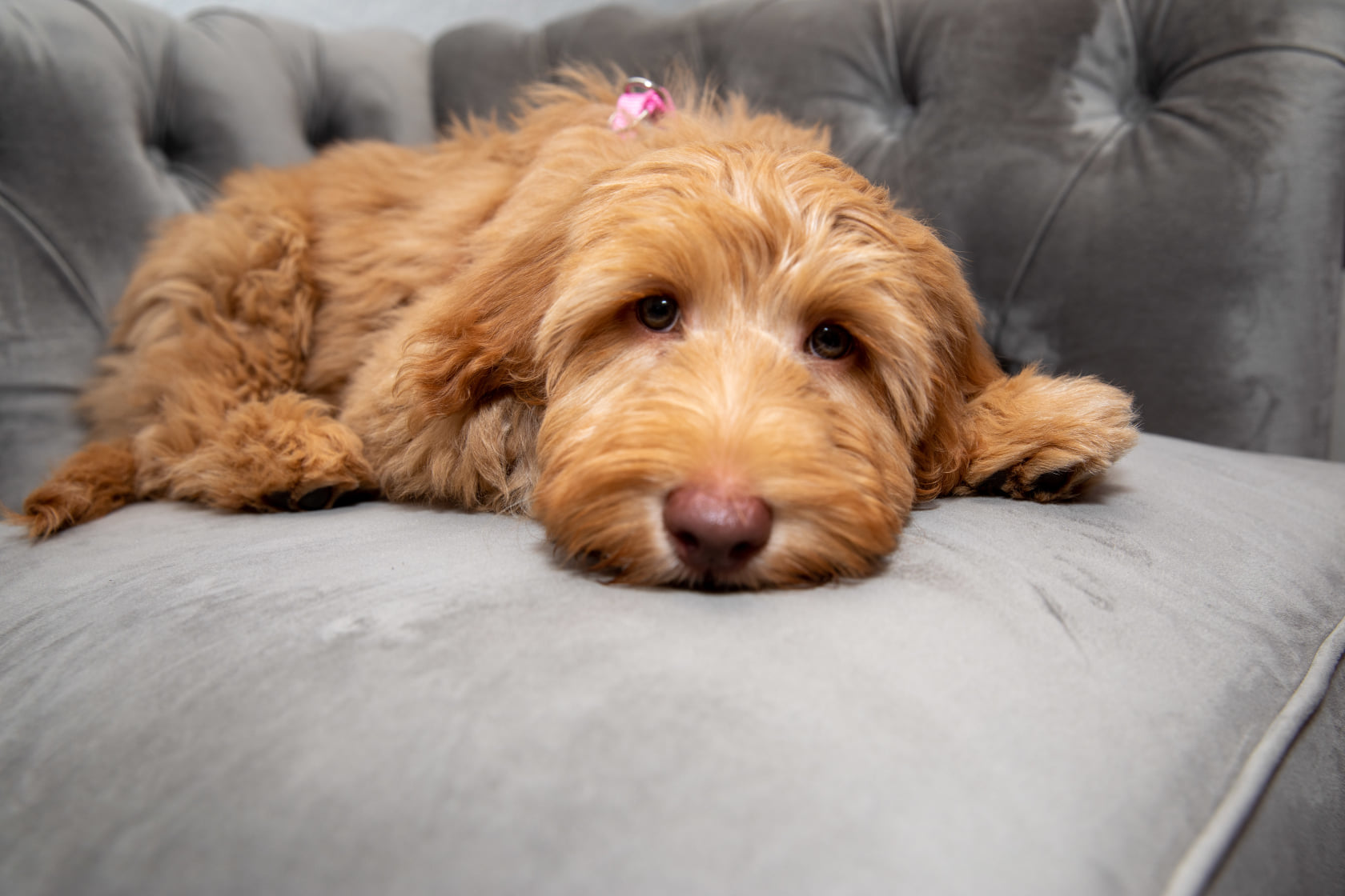 Cute dog laying on couch looking at camera