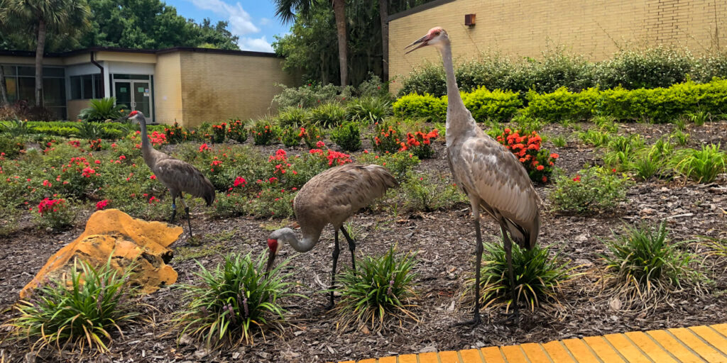 Sandhill cranes walking in a flowerbed with red flowers